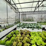 thiết kế cảnh quan sân thượng xanh tốt quanh năm 0