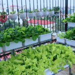 Giải pháp thiết kế sân thượng cho nhà phố diện tích nhỏ 0